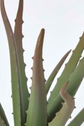 Homescapes Aloe Vera Artificial Succulent in Black Pot, 30 cm Tall in Green - thumbnail 5