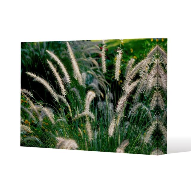 Benjamin Tate Design decorative cat tail grass growing along a walkway (Canvas Print) / 101 x 77 x 4cm in Natural - Size: 101 x 77 x 4 cm - image 1