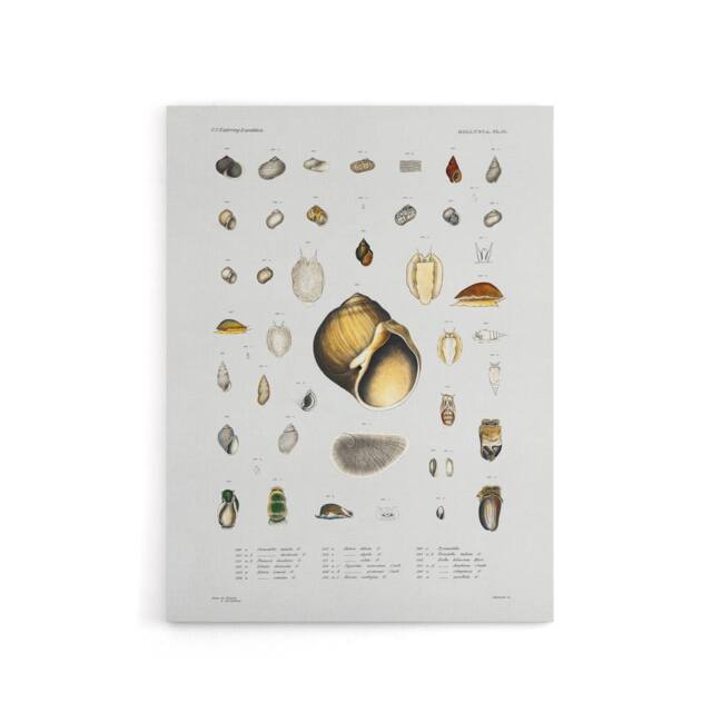 "Artery8 Sea snail varieties set Augustus Gould Canvas Wall Art Print in White - Size: W12"" x H16""" - image 1