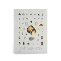 "Artery8 Sea snail varieties set Augustus Gould Canvas Wall Art Print in White - Size: W12"" x H16""" - thumbnail 1
