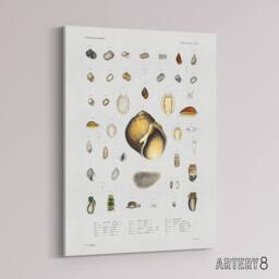 "Artery8 Sea snail varieties set Augustus Gould Canvas Wall Art Print in White - Size: W12"" x H16""" - thumbnail 2