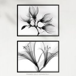 Artery8 Wall Art Print Flower X-Ray's Lily & Magnolia Black White Set Of 2 s Office Study Aesthetic Photograph A4 - thumbnail 5