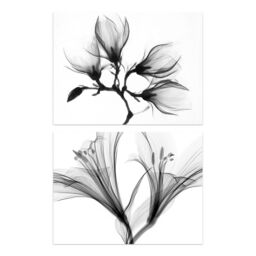 Artery8 Wall Art Print Flower X-Ray's Lily & Magnolia Black White Set Of 2 s Office Study Aesthetic Photograph A4 - thumbnail 1