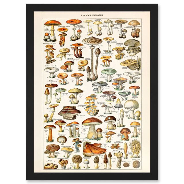Artery8 Mushrooms Fungus Champignons A4 Artwork Framed Wall Art Print in Black - image 1
