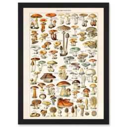 Artery8 Mushrooms Fungus Champignons A4 Artwork Framed Wall Art Print in Black - thumbnail 1