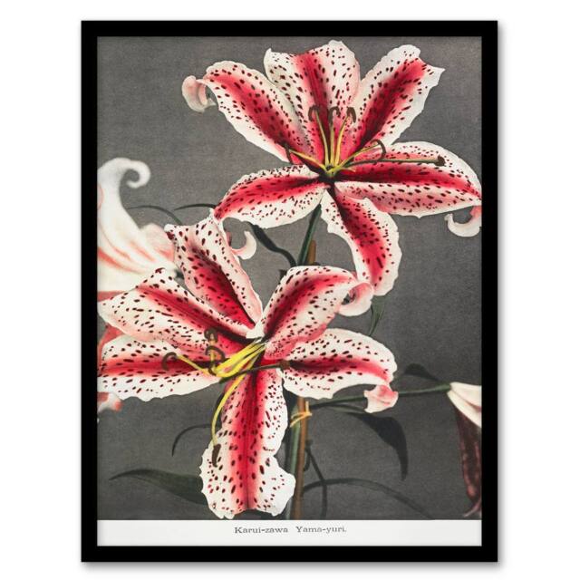 Artery8 Ogawa Kazumasa Framed Wall Art Print Pink Spotted Lily Flower Blooms - Size: A4 - image 1