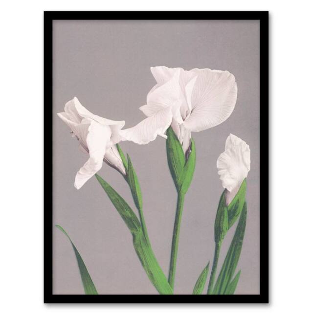 Artery8 Ogawa Kazumasa Framed Wall Art Print White Irises Blooming Flowers in Green - Size: A4 - image 1