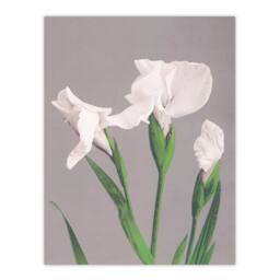 Artery8 Ogawa Kazumasa Framed Wall Art Print White Irises Blooming Flowers in Green - Size: A4 - thumbnail 3
