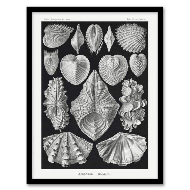 Artery8 Mollusks Clams Oysters Haeckel Botanical Framed Wall Art Print in Black - Size: A4 - image 1