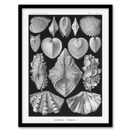 Artery8 Mollusks Clams Oysters Haeckel Botanical Framed Wall Art Print in Black - Size: A4 - thumbnail 1