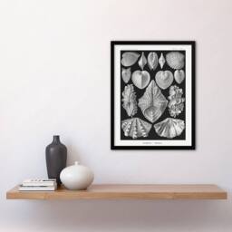Artery8 Mollusks Clams Oysters Haeckel Botanical Framed Wall Art Print in Black - Size: A4 - thumbnail 4