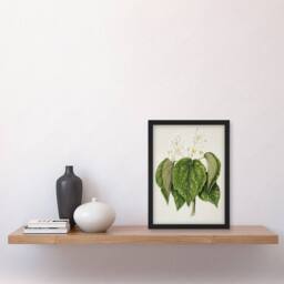 Artery8 New Zealand Whau Cork Tree Flowers Featon Framed Wall Art Print in Beige - Size: A4 - thumbnail 4