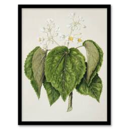 Artery8 New Zealand Whau Cork Tree Flowers Featon Framed Wall Art Print in Beige - Size: A4 - thumbnail 1