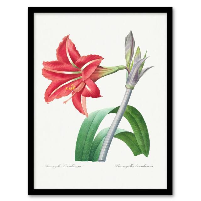 Artery8 Pierre Joseph Redoute Framed Wall Art Brazilian Amaryllis Flower in White - Size: A4 - image 1