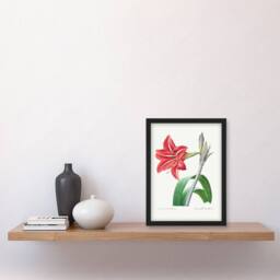 Artery8 Pierre Joseph Redoute Framed Wall Art Brazilian Amaryllis Flower in White - Size: A4 - thumbnail 2