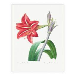 Artery8 Pierre Joseph Redoute Framed Wall Art Brazilian Amaryllis Flower in White - Size: A4 - thumbnail 3