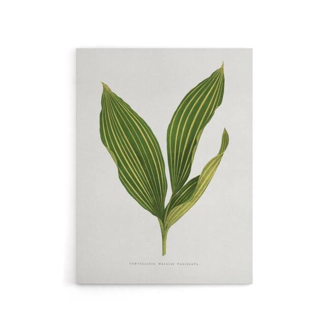 "Artery8 AF Lydon Benjamin Fawcett Lily of the Valley Leaf Canvas Art Print in White - Size: W12"" x H16""" - image 1
