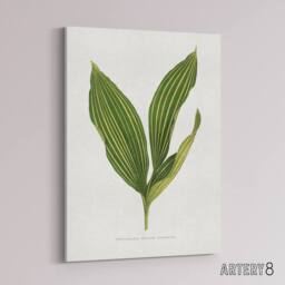 "Artery8 AF Lydon Benjamin Fawcett Lily of the Valley Leaf Canvas Art Print in White - Size: W12"" x H16""" - thumbnail 2