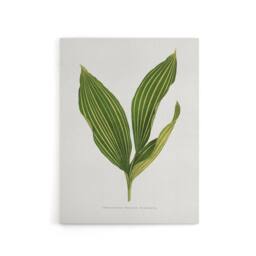 "Artery8 AF Lydon Benjamin Fawcett Lily of the Valley Leaf Canvas Art Print in White - Size: W12"" x H16""" - thumbnail 1