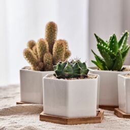 simpa 6PC White Hexagonal Ceramic Plant Pots with Bamboo Base - thumbnail 2