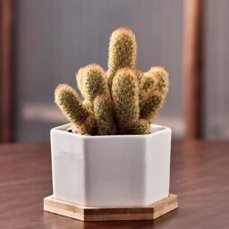 simpa 6PC White Hexagonal Ceramic Plant Pots with Bamboo Base - thumbnail 6