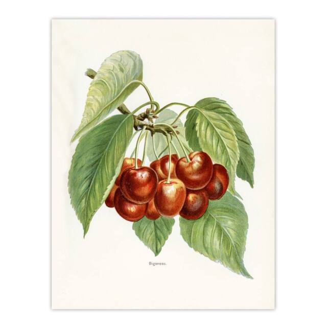 "Artery8 Vintage Illustration of Bigarreau Cherries Wright Wall Art Print in White - Size: W12"" x H16""" - image 1