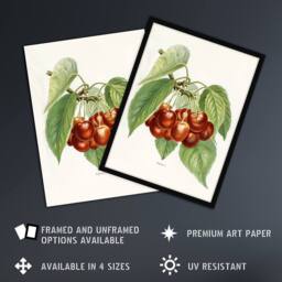 "Artery8 Vintage Illustration of Bigarreau Cherries Wright Wall Art Print in White - Size: W12"" x H16""" - thumbnail 2