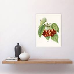 "Artery8 Vintage Illustration of Bigarreau Cherries Wright Wall Art Print in White - Size: W12"" x H16""" - thumbnail 4
