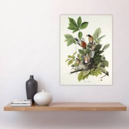 "Artery8 American Robin Birds Nest Audubon Nature Wall Art Print Poster in White - Size: W12"" x H16""" - thumbnail 4