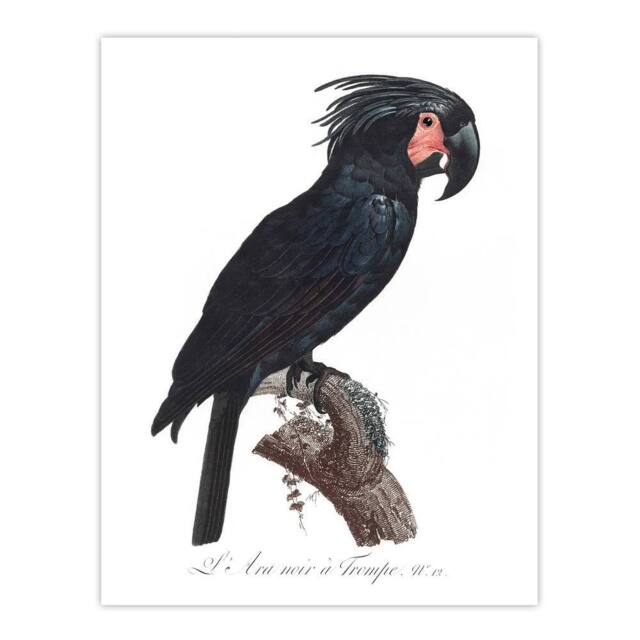 "Artery8 Black Palm Cockatoo Parrot Levaillant Wall Art Poster Print in White - Size: W12"" x H16""" - image 1
