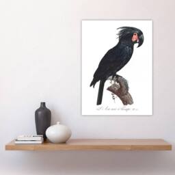 "Artery8 Black Palm Cockatoo Parrot Levaillant Wall Art Poster Print in White - Size: W12"" x H16""" - thumbnail 4