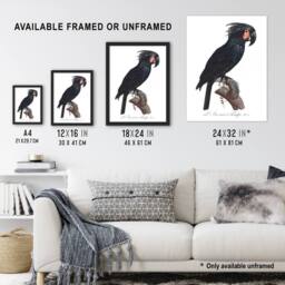 "Artery8 Black Palm Cockatoo Parrot Levaillant Wall Art Poster Print in White - Size: W12"" x H16""" - thumbnail 3