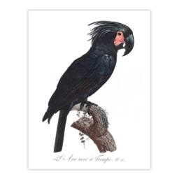 "Artery8 Black Palm Cockatoo Parrot Levaillant Wall Art Poster Print in White - Size: W12"" x H16""" - thumbnail 1
