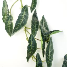 6 x 110cm Artificial Hanging Trailing Dark Green Leaf Plant - thumbnail 4