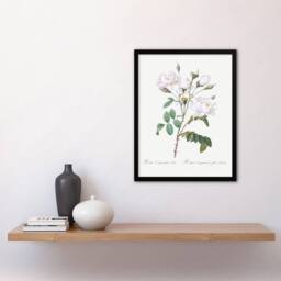 Artery8 Redoute Framed Wall Art Print White Rose Vintage Floral Illustration - Size: A4 - thumbnail 2