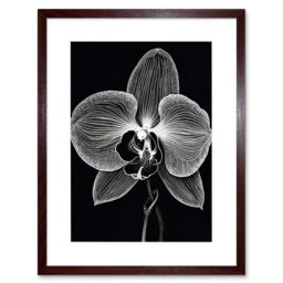 "Artery8 Wall Art Print Orchid Flower Bloom Black & White Blind Contour Artwork Framed 9X7 Inch in Brown - Size: W7"" x H9""" - thumbnail 1