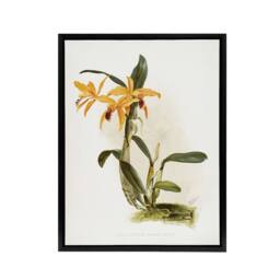 "Artery8 Frederick Sander Laelia & Cattleya Orchid Hybrid Framed Canvas Art - Size: W12"" x H16""" - thumbnail 1