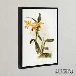 "Artery8 Frederick Sander Laelia & Cattleya Orchid Hybrid Framed Canvas Art - Size: W12"" x H16""" - thumbnail 2