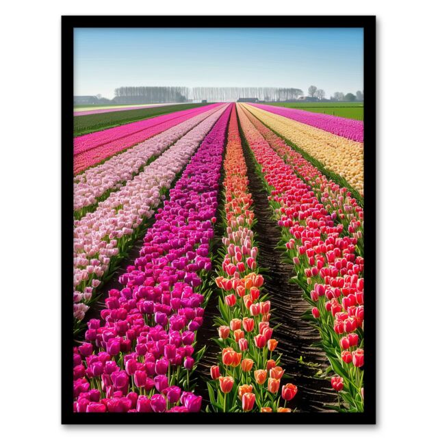 Artery8 Pink Tulip Fields Holland Artwork Summer Floral Framed Art Print - Size: A4 - image 1