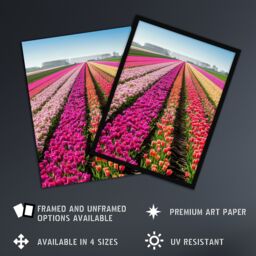 Artery8 Pink Tulip Fields Holland Artwork Summer Floral Framed Art Print - Size: A4 - thumbnail 2