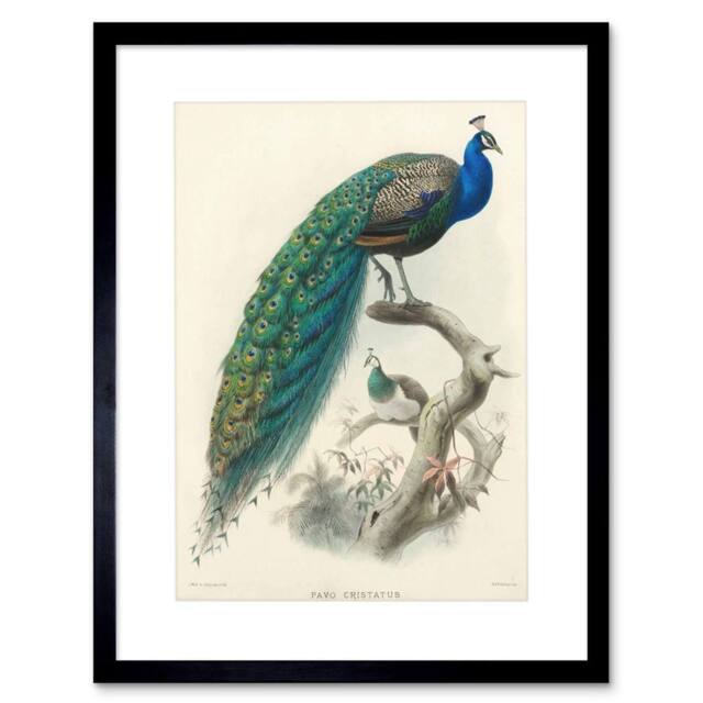 "Artery8 Animal Peacock Bird Scientific Pavo Cristatus 12x16"" Framed Art Print in Blue - Size: W12"" x H16""" - image 1