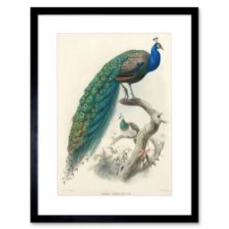 "Artery8 Animal Peacock Bird Scientific Pavo Cristatus 12x16"" Framed Art Print in Blue - Size: W12"" x H16""" - thumbnail 1