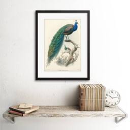 "Artery8 Animal Peacock Bird Scientific Pavo Cristatus 12x16"" Framed Art Print in Blue - Size: W12"" x H16""" - thumbnail 2