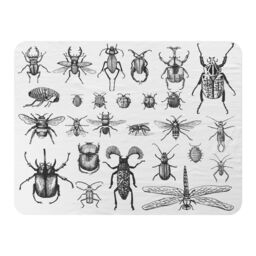 Benjamin Tate Design fleas many species in vintage old hand drawn style Designer Blanket in Natural - Size: 120 cm x 150 cm - thumbnail 1