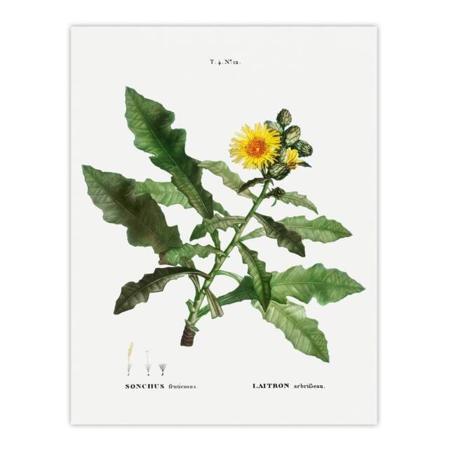 "Artery8 Sow Thistle Flower Bloom Redoute Vintage Wall Art Print Poster in White - Size: W12"" x H16""" - image 1