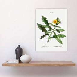"Artery8 Sow Thistle Flower Bloom Redoute Vintage Wall Art Print Poster in White - Size: W12"" x H16""" - thumbnail 4