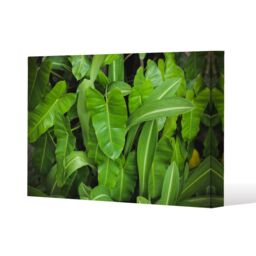 Benjamin Tate Design Abstract background of dark green leaves (Canvas Print) / 152 x 101 x 4cm in Natural - Size: 152 x 101 x 4 cm - thumbnail 1