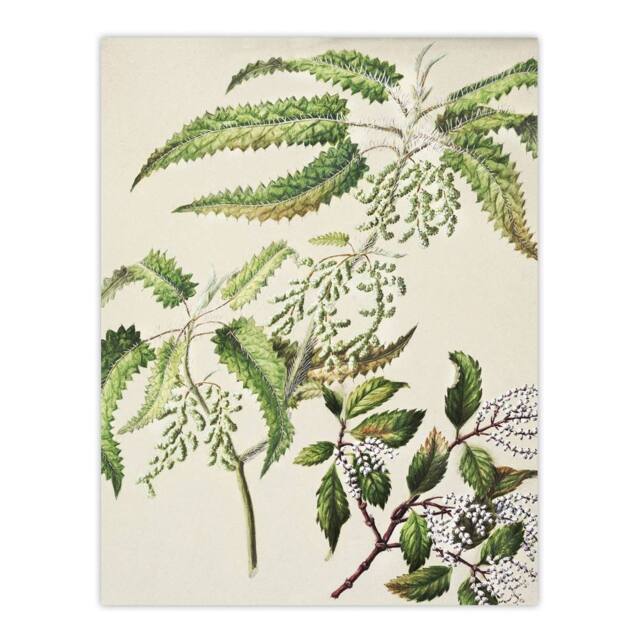 "Artery8 New Zealand Ongaonga Tree Nettle Plant Featon Wall Art Poster Print in Beige - Size: W18"" x H24""" - image 1