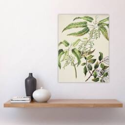 "Artery8 New Zealand Ongaonga Tree Nettle Plant Featon Wall Art Poster Print in Beige - Size: W18"" x H24""" - thumbnail 4