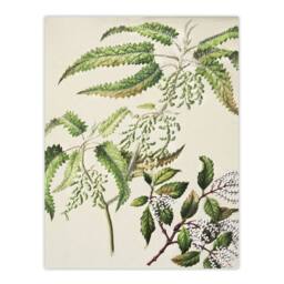 "Artery8 New Zealand Ongaonga Tree Nettle Plant Featon Wall Art Poster Print in Beige - Size: W18"" x H24""" - thumbnail 1